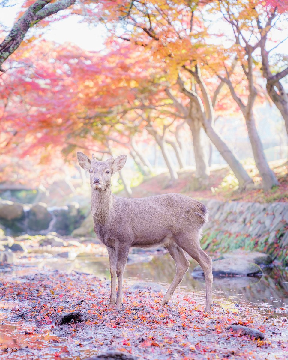 KenKenPhoto's tweet photo. 奈良の鹿さんかわいすぎ https://t.co/o41JgkAslp