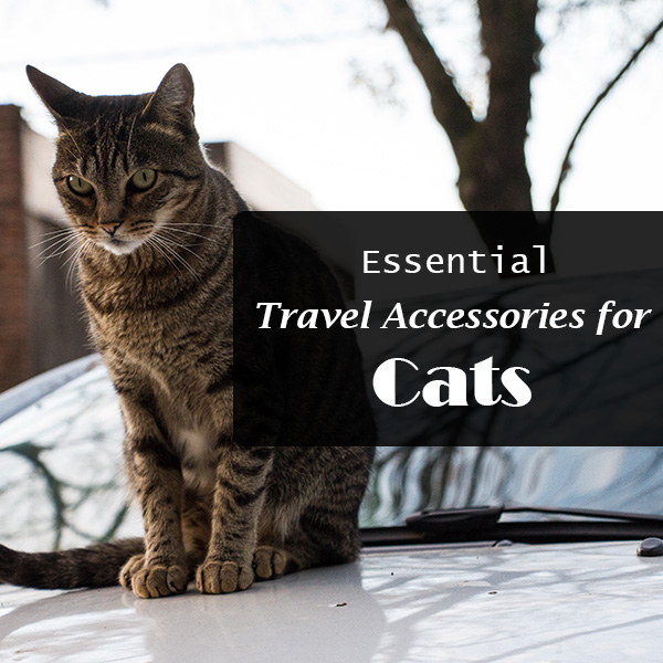 DiscountPetMart's tweet image. Essential Travel Accessories for cats you should carry while taking your feline out.

#CatLovers #cats #cattravel #traveling #pets