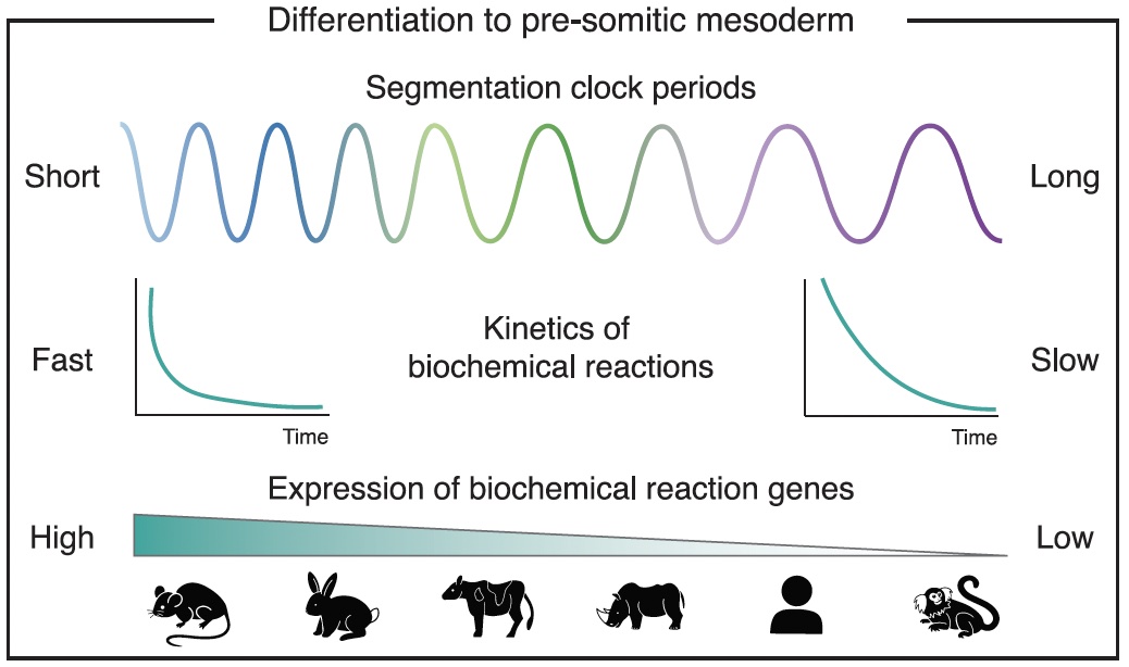 FRKT_labs's tweet photo. Now, Miki @EbisuyaMiki from the CoE Physics of Life @PoLDresden presents fascinating work on comparative #somite clock and developmental tempo regulation in the 20th #VBCPhDSymposium. Welcome to the "stem cell zoo"! Also check out @CellStemCell https://t.co/4qTB7dL33m https://t.co/43LU0QWOi8