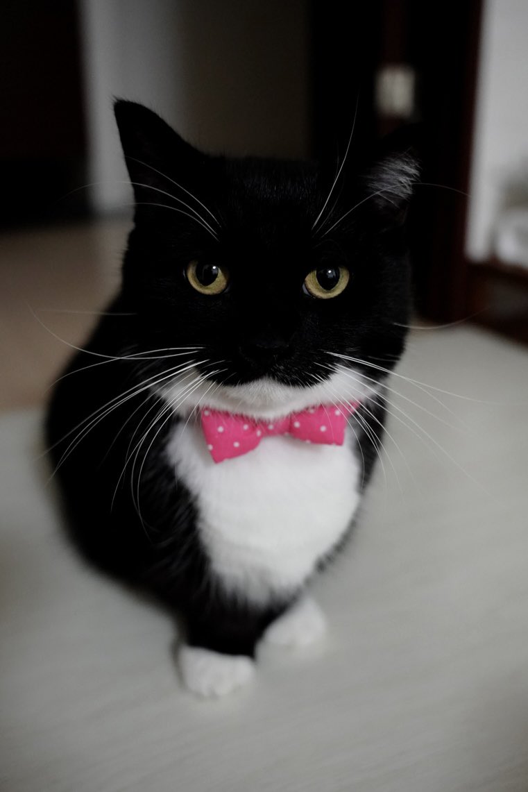 タキシード着てるみたい？

Does it look like I'm dressed in a tuxedo?