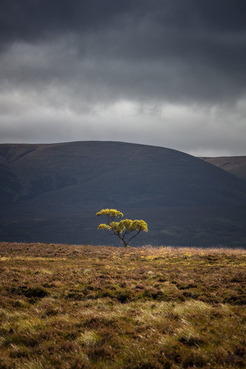 This tree in the Highlands of Scotland has always caught my eye as I've been traveling North. I have photographed it many times over the years, however on this occassion it all came together, with dramatic clouds overhead, and some glorious autumnal light. @VisitScotland