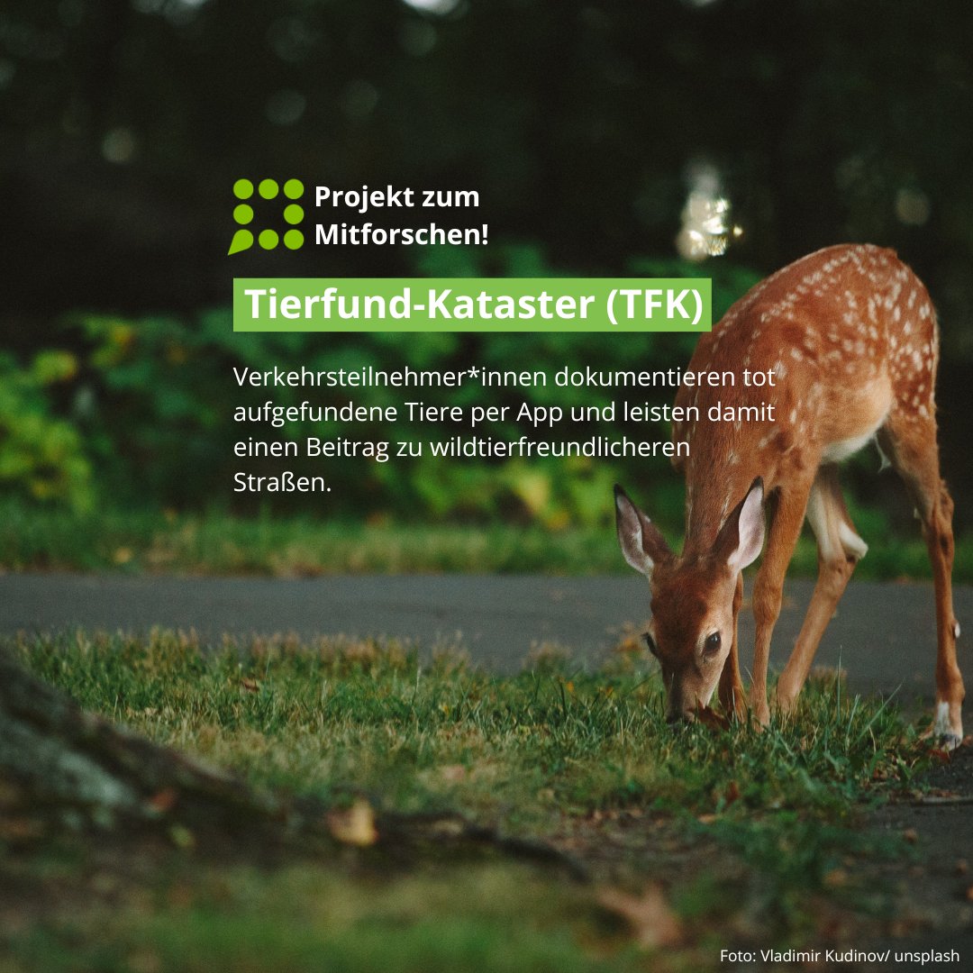 Wie können Straßen (wild-)tierfreundlicher werden? Beim #CitizenScience-Projekt “Tierfund-Kataster” werden tot aufgefundene Tiere per App dokumentiert und damit ein wichtiger Beitrag zur Prävention geleistet. Mehr Informationen zum Projekt findest du hier: buergerschaffenwissen.de/projekt/tierfu…