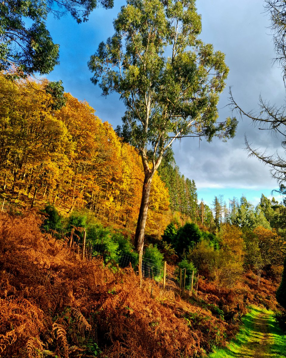 Looking over the last few days of autumn at Kilmun Arboretum, have a fab Thursday, friends 
#ScotlandisNow #StormHour #photography #photooftheday #landscape #OutAndAboutScotland #landscapephotography 
<a href="/VisitScotland/">VisitScotland</a> <a href="/ScotsMagazine/">ScotsMagazine</a> #friends #ThePhotoHour #stvsnaps #beautiful