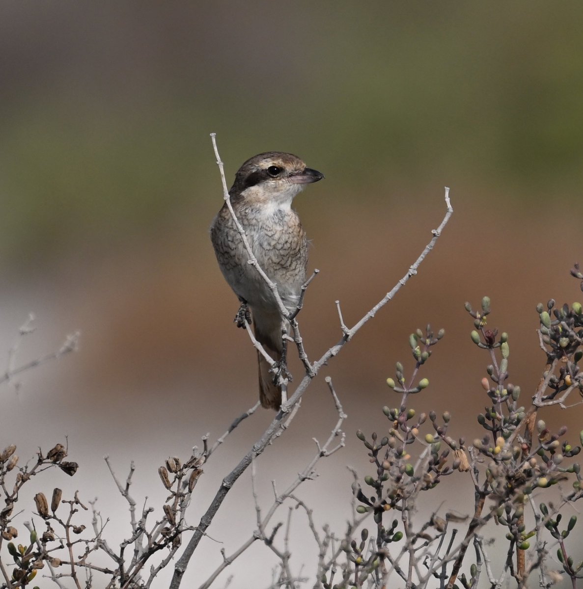 birdbrainuk's tweet photo. Turkestan Shrike on my patch - initially the adult bird confused me as it didn’t show well and I was worried about if it could have been a Brown Shrike #ornithology #DubaiBirding #OpenBeach https://t.co/yYPPCxHHBo
