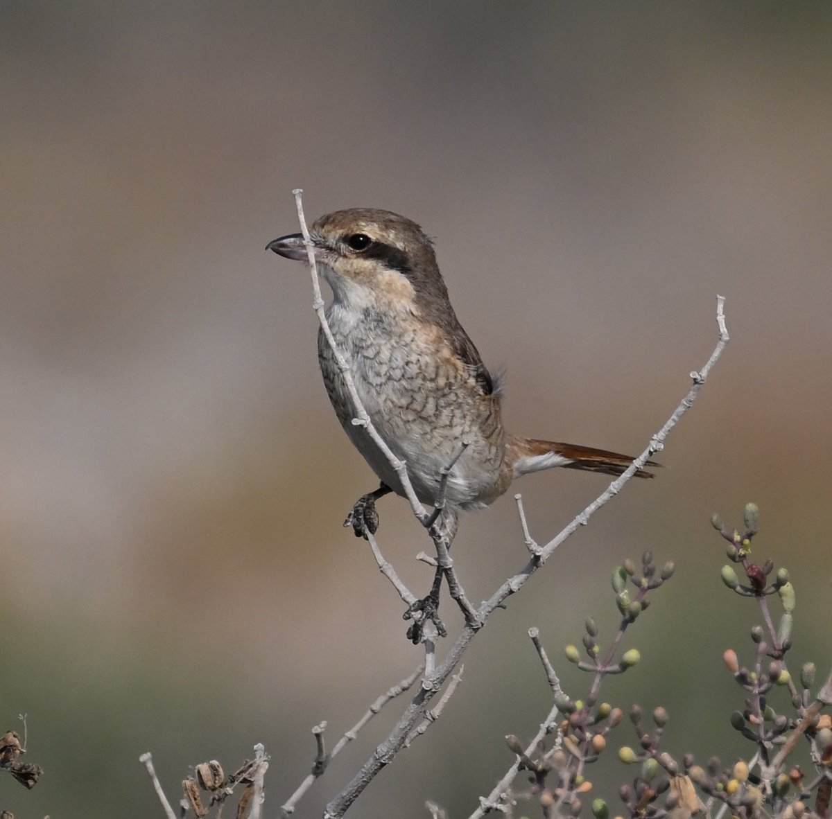 birdbrainuk's tweet photo. Turkestan Shrike on my patch - initially the adult bird confused me as it didn’t show well and I was worried about if it could have been a Brown Shrike #ornithology #DubaiBirding #OpenBeach https://t.co/yYPPCxHHBo