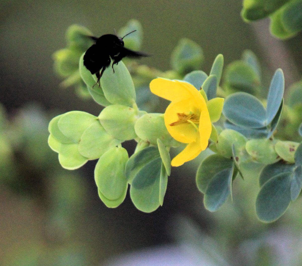 Botanical Society of America (@botanical_) on Twitter photo The role of intraspecific variation in #bumblebee body size & behavior on buzz #pollination of a tropical legume species
(New #AJB research by Bruna Barbosa, <a href="/tamiris_delgado/">tamiris delgado</a>, @gui_mota13 & <a href="/anogueira_lipa/">Anselmo Nogueira</a>)
bsapubs.onlinelibrary.wiley.com/doi/10.1002/aj… #botany <a href="/wileyplantsci/">Wiley Plant Science</a> The role of intraspecific variation in #bumblebee body size & behavior on buzz #pollination of a tropical legume species
(New #AJB research by Bruna Barbosa, <a href="/tamiris_delgado/">tamiris delgado</a>, @gui_mota13 & <a href="/anogueira_lipa/">Anselmo Nogueira</a>)
bsapubs.onlinelibrary.wiley.com/doi/10.1002/aj… #botany <a href="/wileyplantsci/">Wiley Plant Science</a>