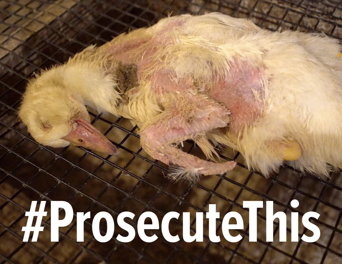 LuciferHerself6's tweet image. Instead of prosecuting compassionate people for rescuing animals why doesn&apos;t the @SonomaCoDA #ProsecuteThis