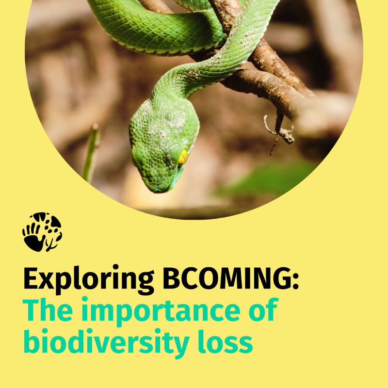BcomingEU's tweet photo. ✨ Let's keep #ExploringBCOMING 🌿

1️⃣ The importance of #BiodiversityLoss
2️⃣ Biodiversity loss and habitat fragmentation
3️⃣ Proximity of Humans and #Bats: A Concern
4️⃣ A #Sustainable Coexistence

Let's work together for a sustainable coexistence with our natural world! 🌍💚