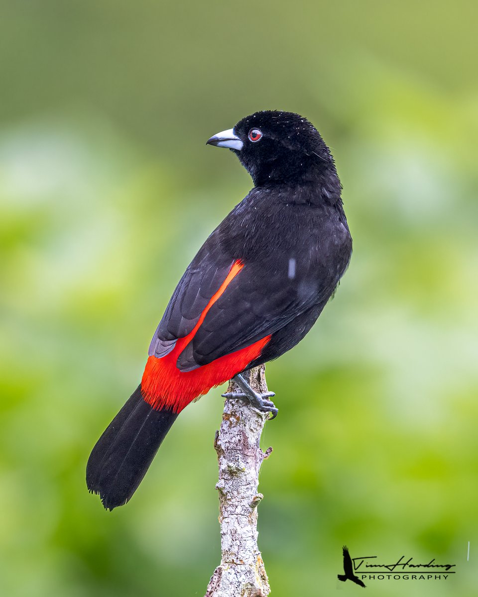 Scarlet-rumped Tanager | Alajuela, CR #birdphotography #birds #birding #BirdTwitter #birdwatching #TwitterNatureCommunity #TwitterNaturePhotography #NaturePhotography