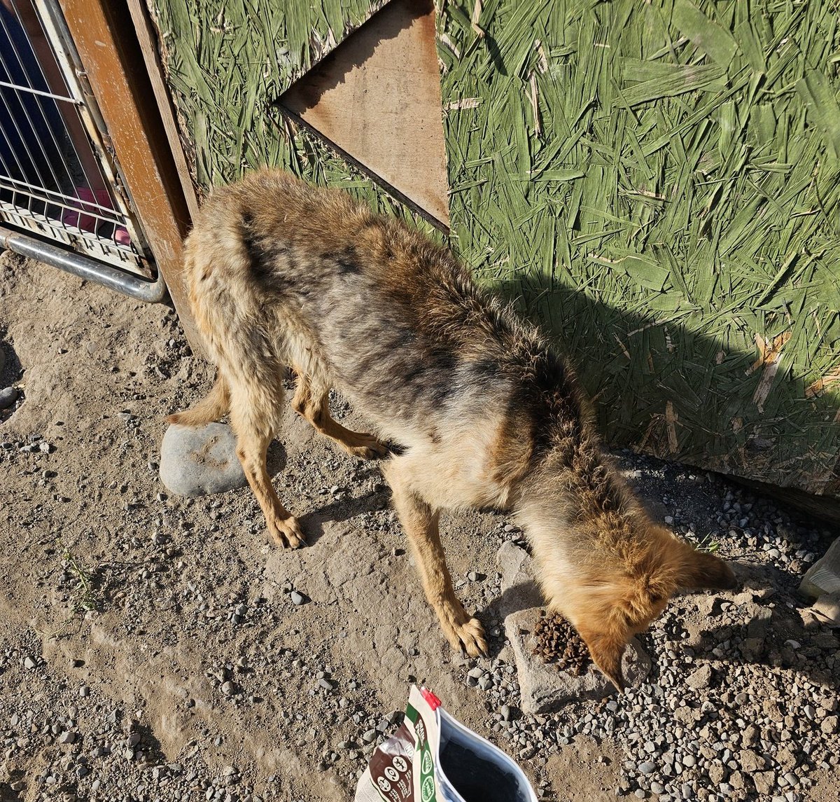 Solo 3 mil pesos llegaron para comprarle comida, esta en los huesos y nadie lo ayuda, quiero hacer algo por el, sacarlo de esa miseria pero sola no puedo. Se terminará muriendo en el estado que está y es solo un cachorro,Ayuda😔
Solange Palacios
Banco estado
Cuenta rut
17376209-7