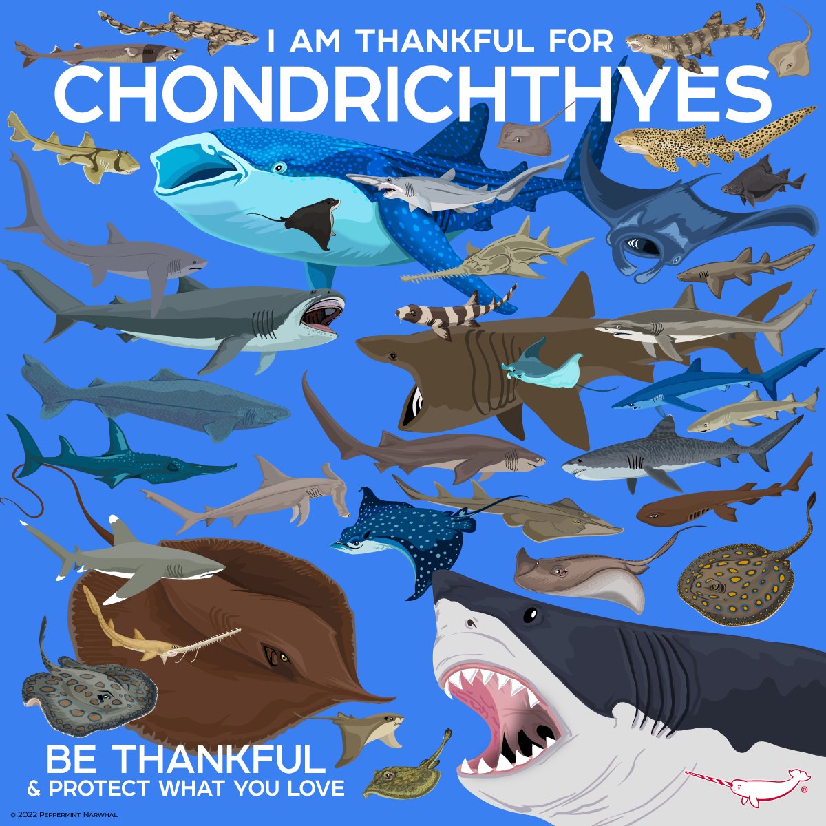 I'm #Thankful for #Chondrichthyes #Shark #Ray & #Chimaera Start the coming year off right, purchase the 2024 Peppermint Narwhal Animal Holiday Calendar: rb.gy/85va82 Shop the #PeppermintNarwhal store: peppermintnarwhal.com #Thanksgiving #Thanksgiving2023