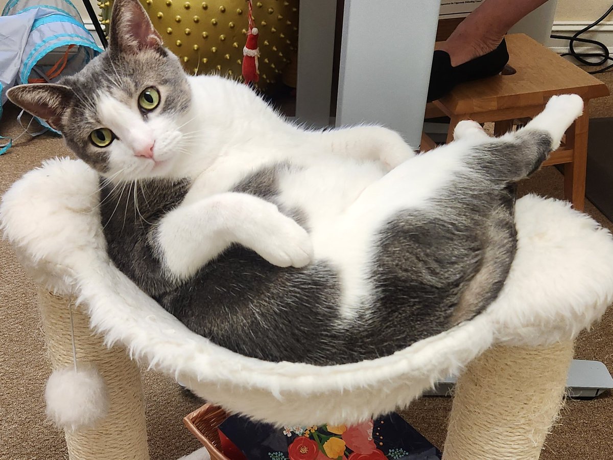 TLHElderLaw's tweet image. We caught our Head Purr-a-legal trying out poses for his Plenty of Fish profile. We&apos;re sure he thinks it&apos;s a site to chose his dinner... #lawfirmproblems #lawfirmpets #lawfirmlife #employeeengagement