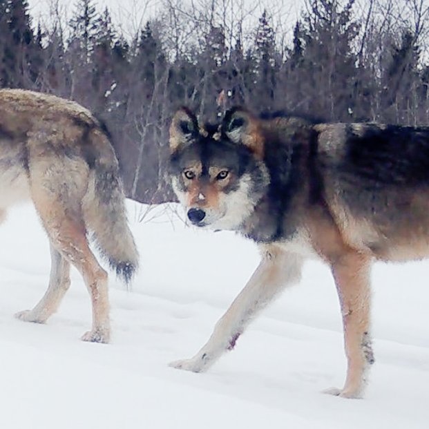 Alright folks, we have a big ask: we need to raise at least $25,000 for our upcoming winter field season and are aiming to do so by November 16, which is Minnesota’s Give to the Max Day—a day of giving in Minnesota. See photos below re: the kind of work we do during winter!