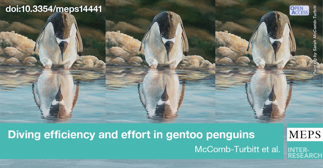 MEPS_IR's tweet image. How can you reach food resources not accessible to others? For #GentooPenguins, elevated haemoglobin levels (i.e. higher aerobic capacity) are linked to more frequent deep dives &amp;amp; more time spent at the bottom searching for prey #FeatureArticle @AugerMethe
bit.ly/meps_722_1
