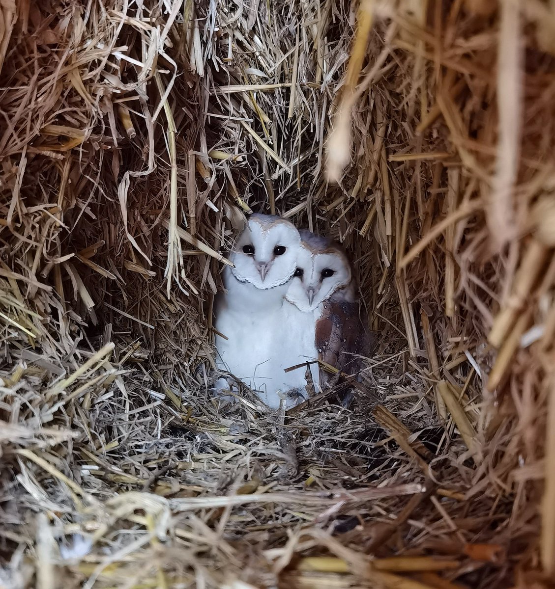 I ringed these Barn Owls yesterday. It is the second latest brood I have ever ringed. The Gamekeeper found them in the strawstack last month. He has given them a little help by feeding them slivers of meat in wet weather. They are in superb condition and will fledge any day now.