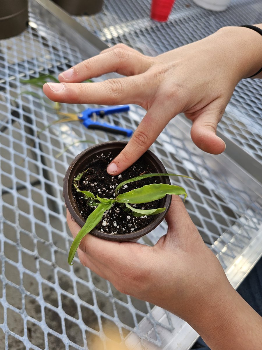 Propagating spider plants in the new greenhouse in our Horticulture class!