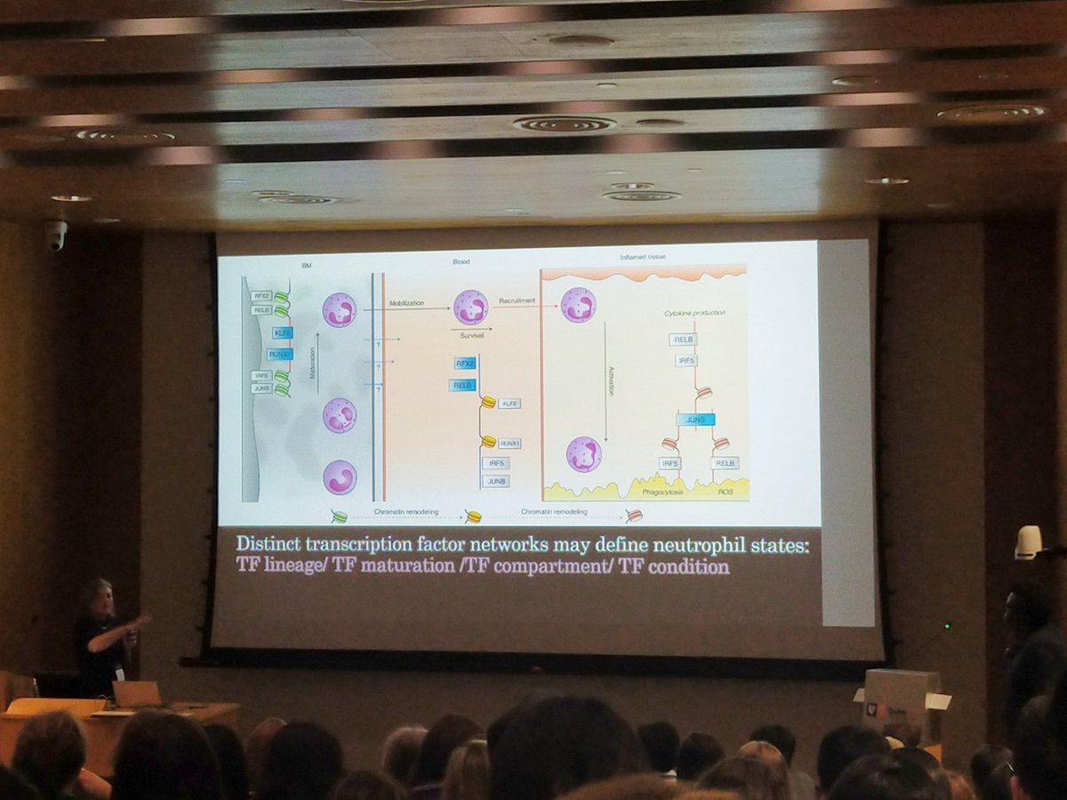 We've had some incredible discussions at #Gmeet23. One of the main highlights was the need for a more comprehensive and standardized neutrophil nomenclature. So, in her talk today, Irina suggested the use transcription factors to define neutrophil subsets.
