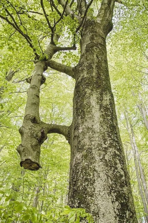 ‘The thinner tree was cut years ago and the big one has been holding and feeding it since then. They 'wake up' together in the spring and 'go to sleep' together in the autumn’ Inosculation is a natural phenomenon in which parts of two different trees, commonly but not