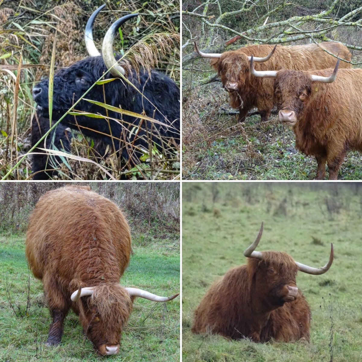 The local highlanders ❤️🐮 #cows #highlandcow #hairycoos #animals #farmanimals #animallover #wolds #yorkshirewolds #eastriding #eastridingofyorkshire #eastyorkshire #allgodscreatures #autumn #november #lovewhereyoulive