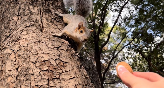 Yucat&aacute;n squirrel - Mexican Red Bellied Squirrel https://t.co/VnFfFI4unS<a href="/tag/cuba"class="tags"><span>#cuba</span></a>