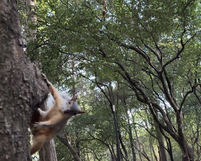 Yucat&aacute;n squirrel - Mexican Red Bellied Squirrel https://t.co/VnFfFI4unS<a href="/tag/cuba"class="tags"><span>#cuba</span></a>