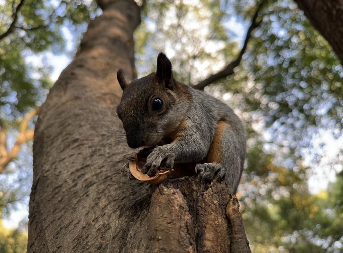 Yucat&aacute;n squirrel - Mexican Red Bellied Squirrel https://t.co/VnFfFI4unS<a href="/tag/cuba"class="tags"><span>#cuba</span></a>