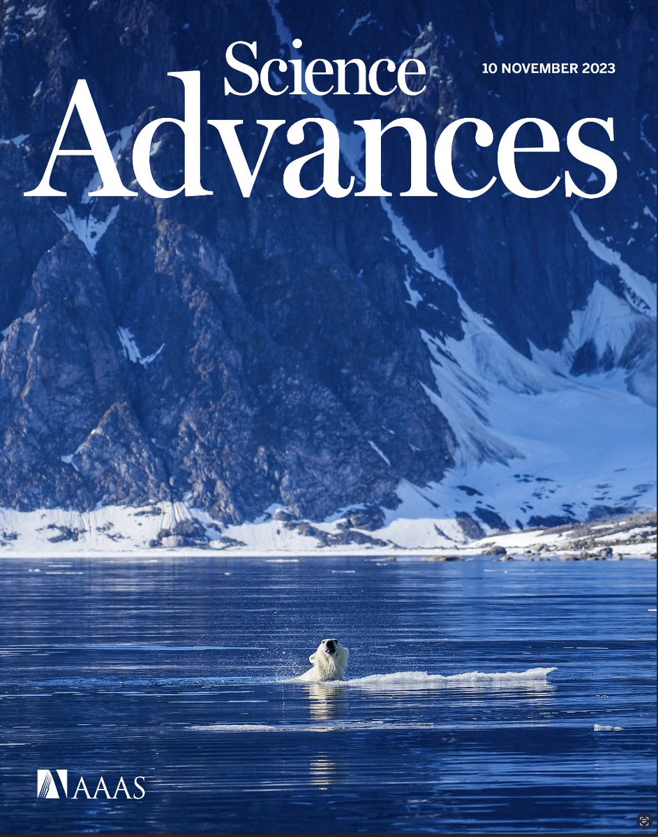 Hot off the press in @ScienceAdvances, polar bear genomics, diet analysis, morphological comparisons, and habitat modelling! With the combined inferences we show how the environment shaped the evolutionary ecology of Greenlandic polar bears. science.org/doi/10.1126/sc… 🐻‍❄️❄️