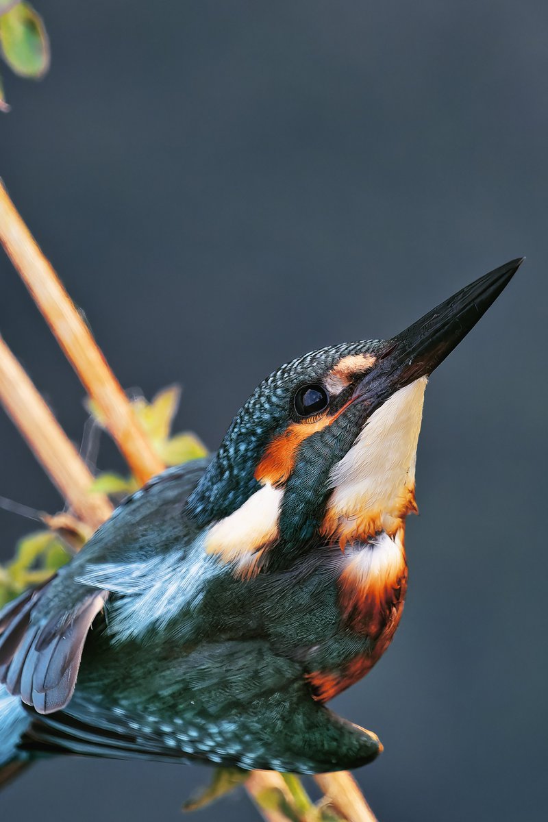 #birdphotography #birdwatching #wildlifephotography #TwitterNaturePhotography #kuşgözlemi #nikonphotography #Yalıçapkını #KingFisher