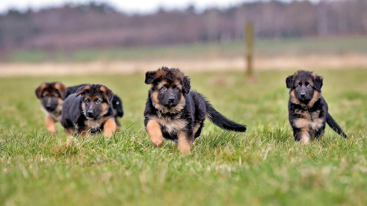 rete Their Cuteness 😍😘
#GermanShepherd #gsdde #puppy #usadog #NimritKaurAhluwalia #BANvsSL