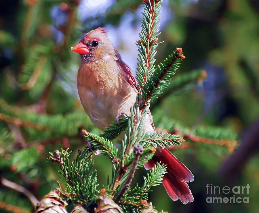 KerriFar's tweet image. Posing in the Pines ~ ow.ly/xArX50Q4jrs ~ #FemaleCardinal #Birds ~ ow.ly/N6OI50Q4jrr ~ #NewRiverNature