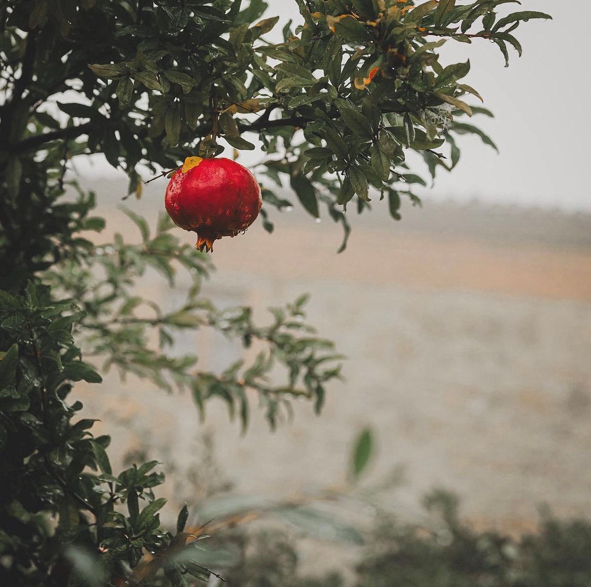 Calibrite (@calibritecolor) on Twitter photo A pop of colour on a drizzly day 🌧️ We love this capture of a ruby pomegranate by Calibrite Ambassador, Solli Kanani!
📷 <a href="/SolliKanani/">Solli Kanani</a> A pop of colour on a drizzly day 🌧️ We love this capture of a ruby pomegranate by Calibrite Ambassador, Solli Kanani!
📷 <a href="/SolliKanani/">Solli Kanani</a>
