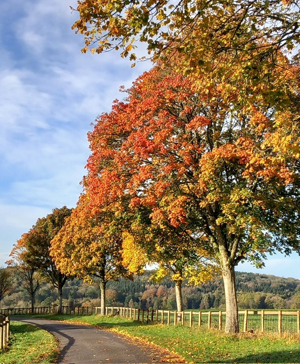 Still a chance to see the #autumncolours around Chedworth. Nature is putting on a show for us.