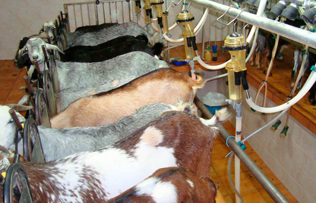 Nace AGAMMASUR, la cooperativa de leche  de cabra de Dcoop con 100.000 cabezas de ganado y una producción de 25  millones de litros al año
agroinformacion.com/nace-agammasur…