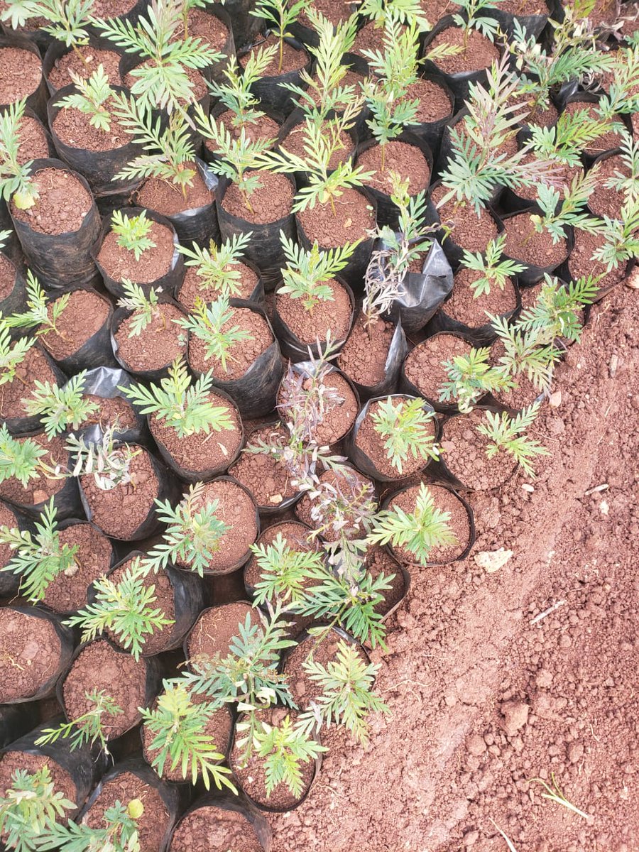 We are selling these seedlings at 10 bob each. Anyone around Kisii can inbox me for more details.