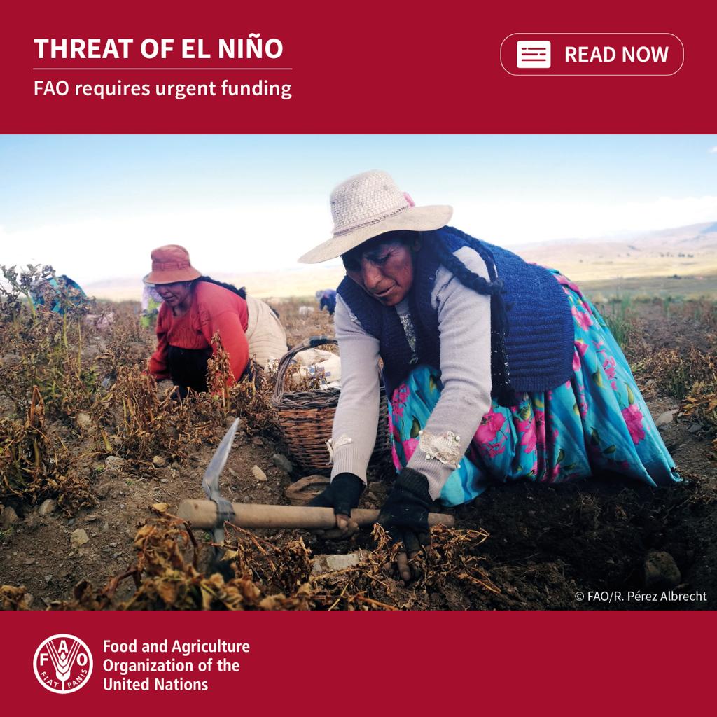 Rein Paulsen (@reinpaulsen) on Twitter photo El Niño: The question is no longer if it will happen, but what we must do to mitigate its impacts.
<a href="/FAO/">Food and Agriculture Organization</a>'s updated #AnticipatoryAction and Response Plan urgently requires funds to safeguard the livelihoods of 4.8 million people in 34 priority countries.
bit.ly/3Qulh4k El Niño: The question is no longer if it will happen, but what we must do to mitigate its impacts.
<a href="/FAO/">Food and Agriculture Organization</a>'s updated #AnticipatoryAction and Response Plan urgently requires funds to safeguard the livelihoods of 4.8 million people in 34 priority countries.
bit.ly/3Qulh4k