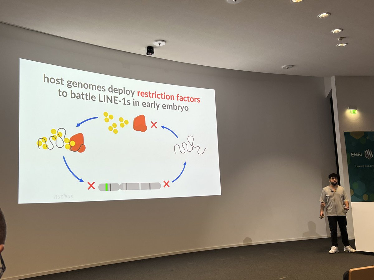 Manvendra Singh (Manu) - @manusingh.bsky.social (@manvendr7) on Twitter photo And Ricky Padilla Del Valle from the <a href="/LetsCoevolve/">The McLaughlin Lab</a> lab just delivered a “hot” presentation of “hot” and active L1 retrotransposition control at post transcriptional level by APOBECs and TEX proteins
#EMBOMobileGenome And Ricky Padilla Del Valle from the <a href="/LetsCoevolve/">The McLaughlin Lab</a> lab just delivered a “hot” presentation of “hot” and active L1 retrotransposition control at post transcriptional level by APOBECs and TEX proteins
#EMBOMobileGenome