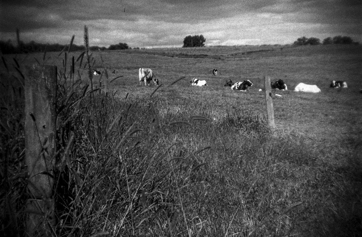 Lazy AfterMOOn
Camera: Holga 135BC
Film: 1987 Kodak Tri-X 400iso
Location: Raleigh, North Carolina
#holgaweek #believeinfilm #filmphotography