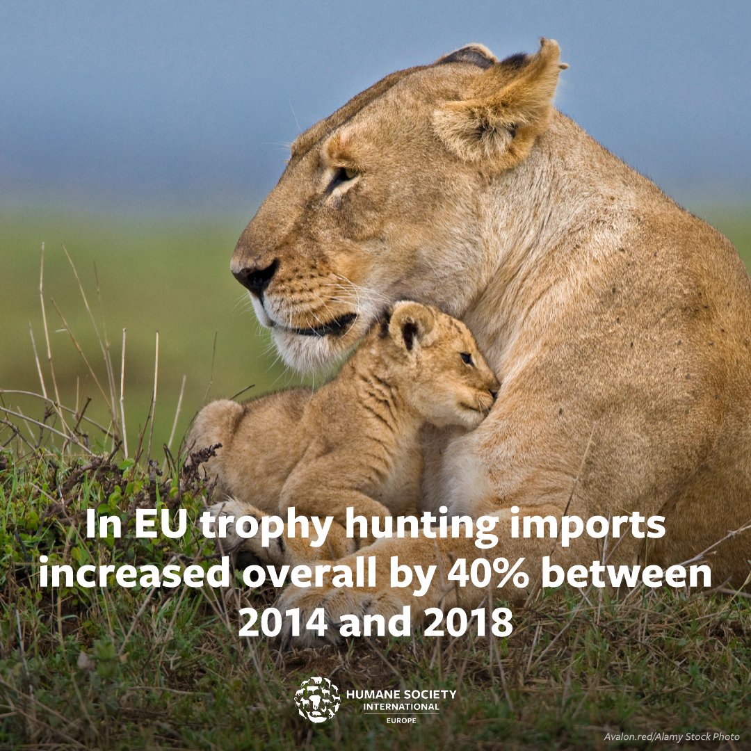 🚫 #TrophyHunting has no place in modern society. Yet the EU is the second biggest importer of hunting trophies in the world! (Continue 👇)
#HSIEurope #NotInMyWorld
#StopTrophyHunting #stoptrophyhuntingimports