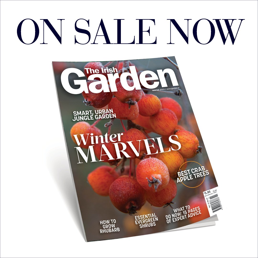 In our Winter issue, we urge readers not to abandon the garden over the next few months while suggesting some bright berries, seedheads, colourful stems and winter-flowering shrubs to bring your garden to life. Pick it up on shelves or subscribe below to never miss an issue.