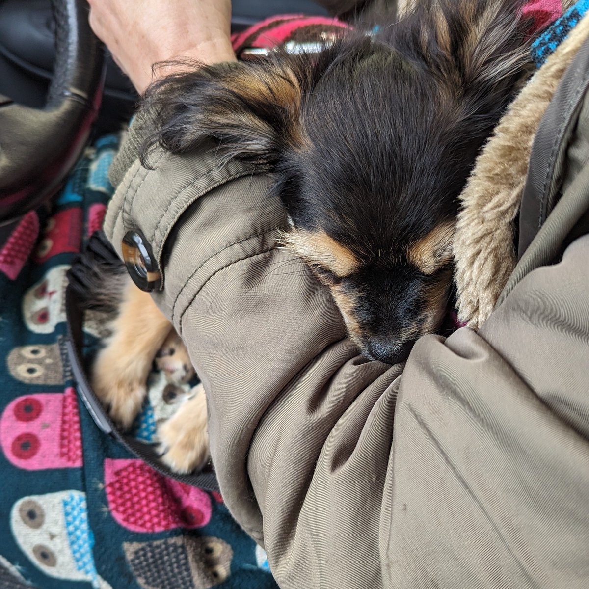 First large run of event materials to Dukes in preparation for tomorrow.

ffconf dog said: "it cold"