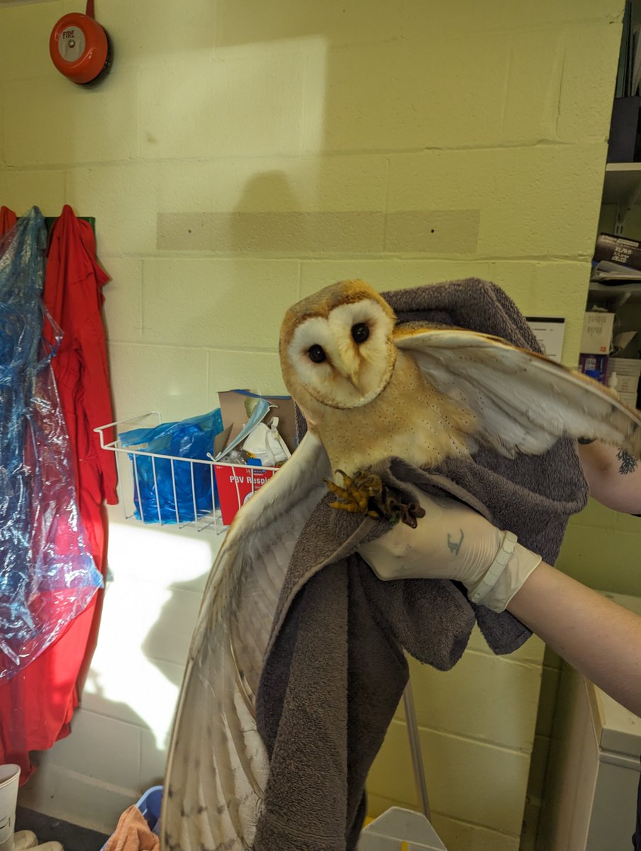 Insp Ryan and ARO Jess collected these two beautiful barn owls in #manchester this week, after a vet check which showed a clean bill of health they will go to an appropriate rescue for lifelong care 😍🦉 (72)