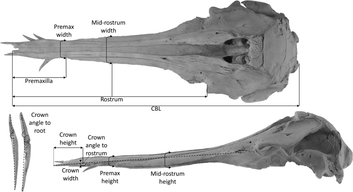 Nihoroa reimaea (meaning long emerging tusk), a newly described New Zealandan  odontocete from the Oligocene epoch and a close relative to the also recently published Nihohae matakoi.
Congratulations to Ambre Coste, Robert Ewan Fordyce &amp; Carolina Loch!
tandfonline.com/doi/full/10.10…