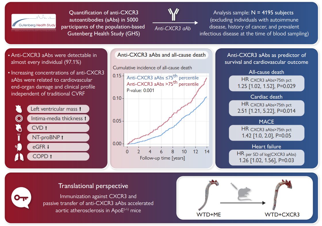 Excited to share our work on autoantibodies against CXCR3 and their relation to cardiovascular disease - out now 🎯 Many thanks to all the fantastic contributors for making this collaborative effort possible! 🧵 @cardiogenetics @RheumaImmu_HL 🔗academic.oup.com/eurheartj/adva…