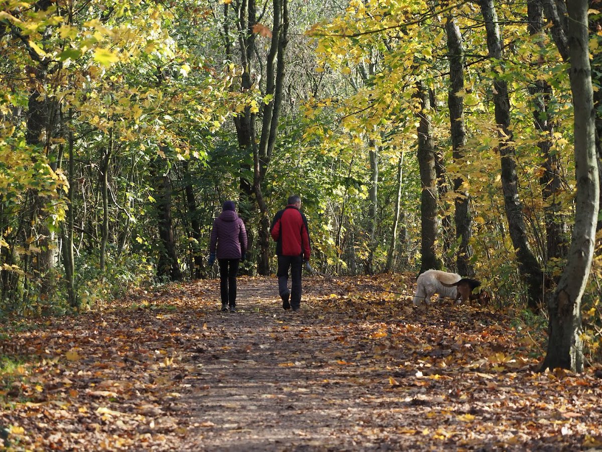 With the colder weather and reduced daylight, this time of year can impact overall wellbeing and prove challenging for mental health

Here are some tips to help support your mental health and maintain wellbeing at this time of year: merseyforest.org.uk/news/get-outsi… 🍂#NaturalHealthService