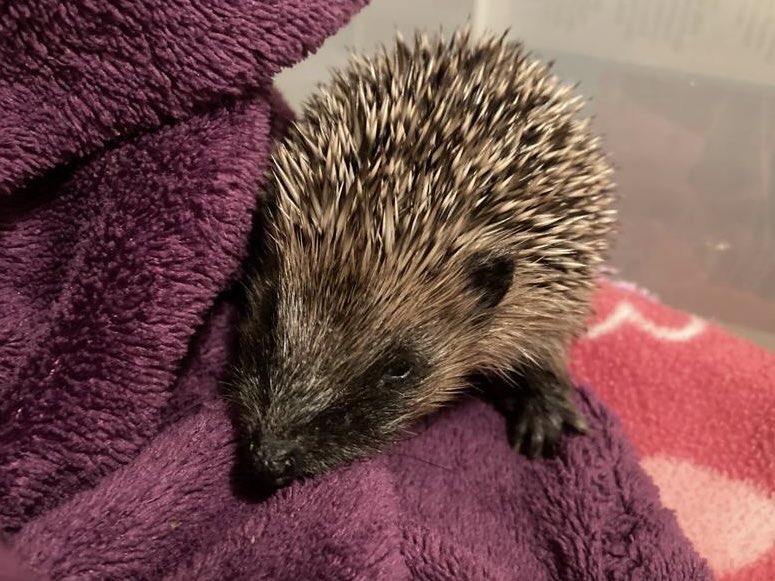 Very honoured that this little beauty has been named after me.  Welcome lovely "Sue", and thank you to the wonderful Shepreth Hedgehog Hospital who do such amazing work, saving these little creatures lives.