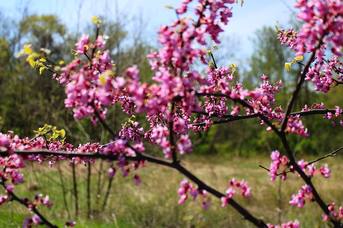 Spring buds. Taken May, 2020.

#GuruShots #spring #wildwoodmetropark #buds #photography #photographer #springphotography #outdoorphotography #naturephotography #ShootinThe419 #KlipPics #picoftheday