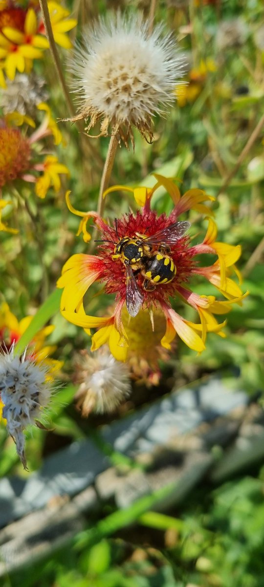 Andreas Nord (@cyanistesnord) on Twitter photo Chuffed to have received funding from <a href="/FormasForsk/">Formas, ett forskningsråd för hållbar utveckling.</a> to study variation and evolvability in heat tolerance in wild #bee #pollinators. 🐝 In due course, I will recruit a #postdoc interested in insect thermal physiology to joins us @Biology_LU <a href="/lunduniversity/">Lund University</a>
shorturl.at/owUX2 Chuffed to have received funding from <a href="/FormasForsk/">Formas, ett forskningsråd för hållbar utveckling.</a> to study variation and evolvability in heat tolerance in wild #bee #pollinators. 🐝 In due course, I will recruit a #postdoc interested in insect thermal physiology to joins us @Biology_LU <a href="/lunduniversity/">Lund University</a>
shorturl.at/owUX2