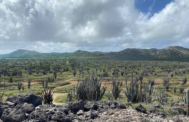 The Washington Slagbaai National Park has reopened since the rain has slowed down, and the roads are more accessible. This could change daily so make sure to check out STINAPA's social media pages.