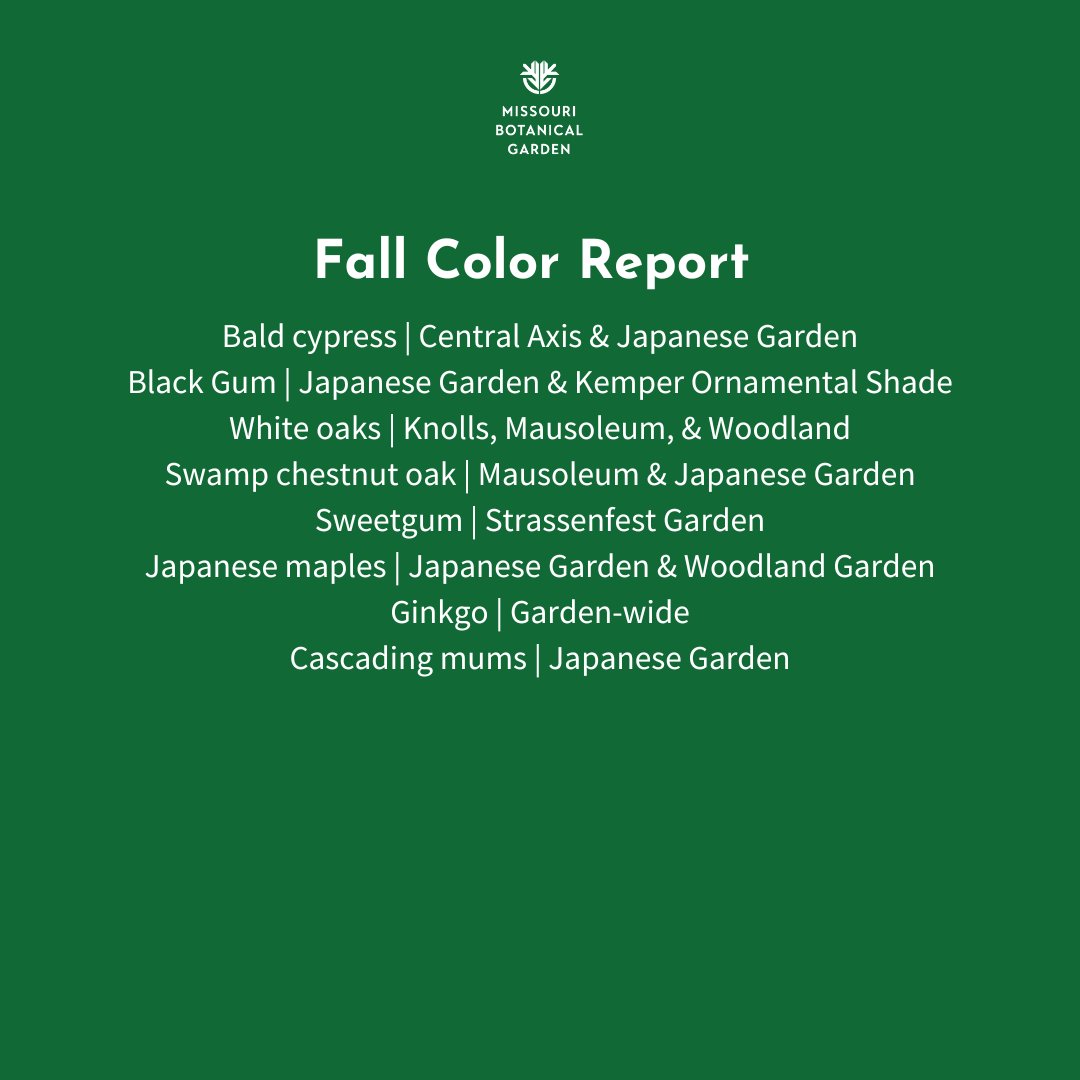 mobotgarden's tweet photo. Stopping by the Garden soon to catch the fall colors? Be sure to take a glance at these radiant species! ๐
๐ธย Kent Burgess
#FallReport #FallReport2023 https://t.co/34aIVj8Rez