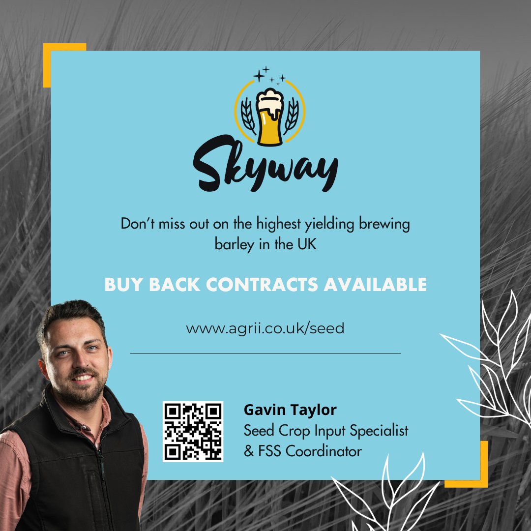 AgriiUK's tweet image. Improve your income this Spring with Skyway Spring Barley. Buy back contracts available now! 

Contact Gavin by scanning the QR for more info or visit agrii.co.uk/seed 📈

#Skyway #SpringBarley #BrewingBarley